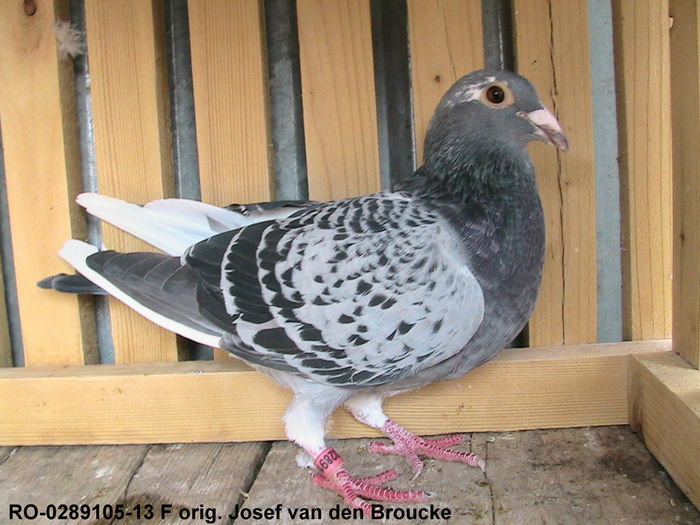 VANDUT