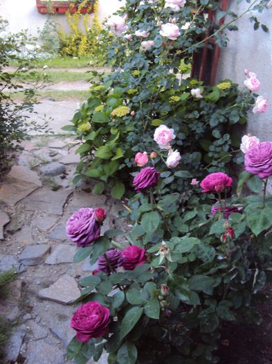 DSC05392