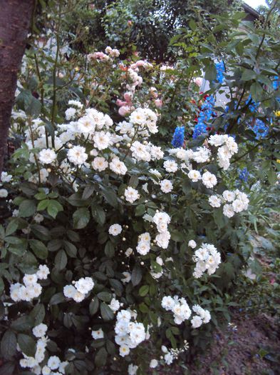 Guirlande d' Amour - 2016 Gradina rozelor