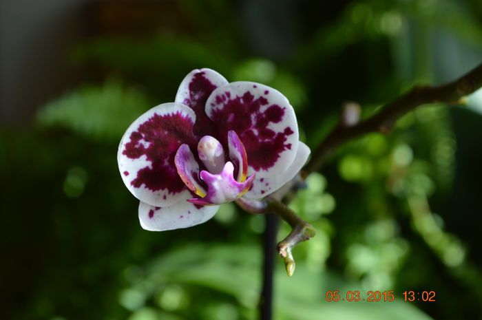 DSC_0007 - Phalaenopsis1