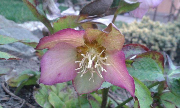 Helleborus purpurascens-SPANZ