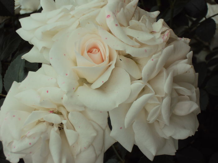 DSC06577 - Aspirin Rose