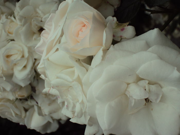 DSC06578 - Aspirin Rose