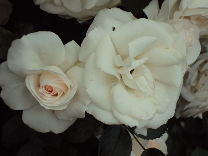 DSC06579 - Aspirin Rose