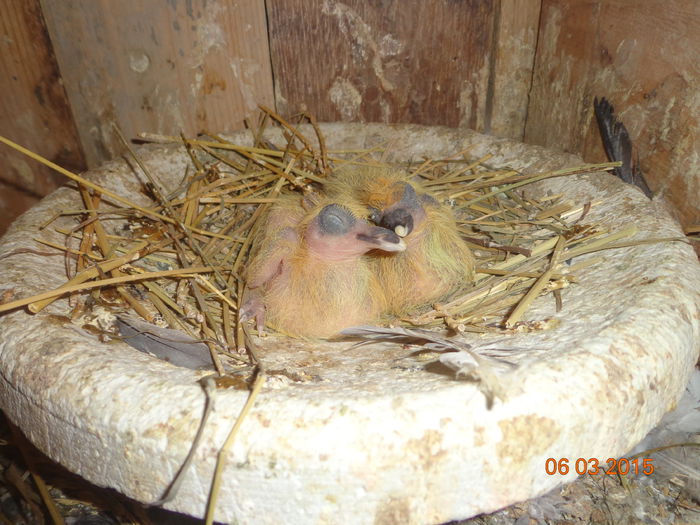DSC00447 - Pui-2015