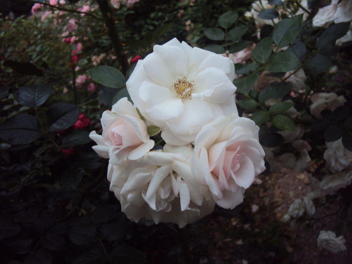DSC08670