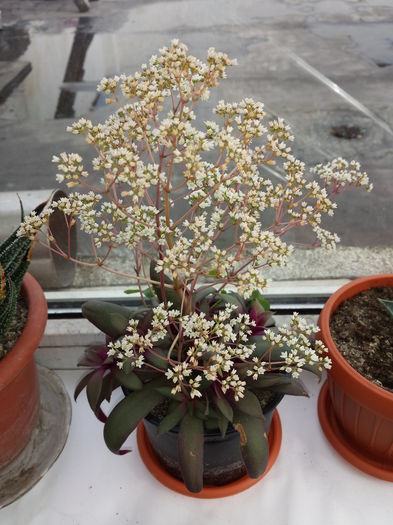 115 Crassula orbicularis var rosularis - Plante de balcon si camera - 2015
