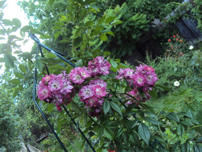 DSC09063