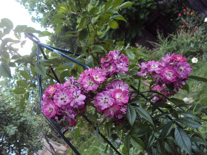 DSC09064