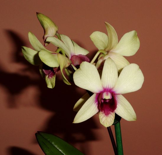  - Dendrobium phalaenopsis