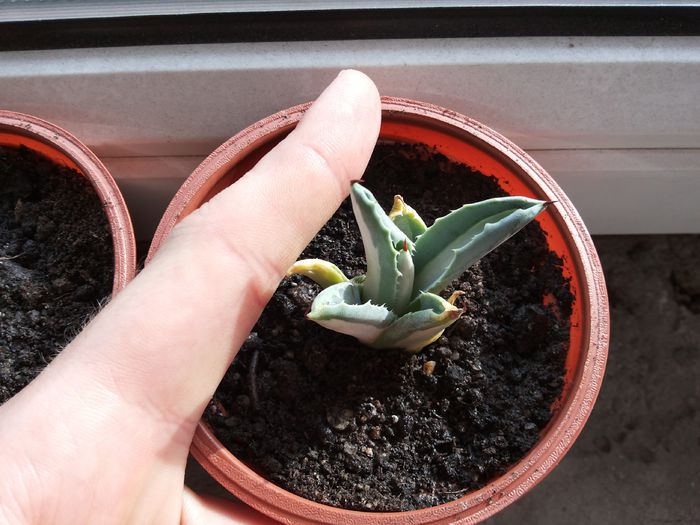 1 Agave americana mediopicta alba - Agave - 2015