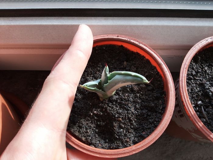 4 Agave americana mediopicta alba