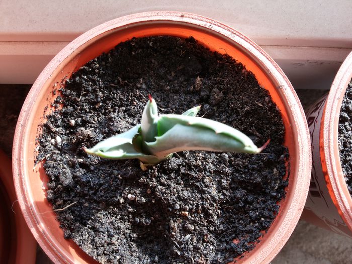 5 - Agave - 2015