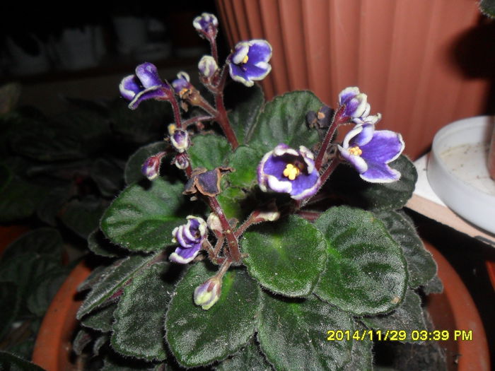 SAM_7876 - violetele mele