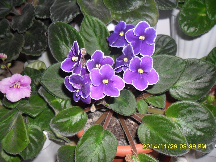 SAM_7877 - violetele mele