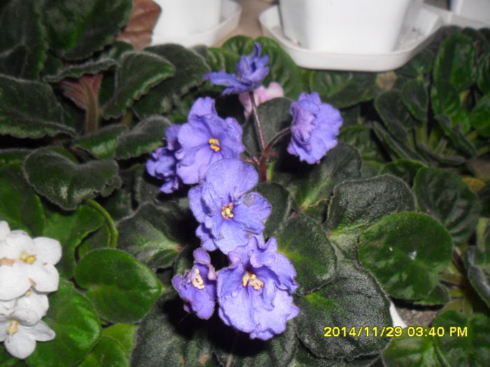 SAM_7879 - violetele mele