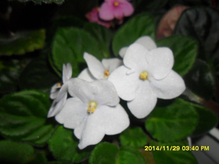 SAM_7880 - violetele mele