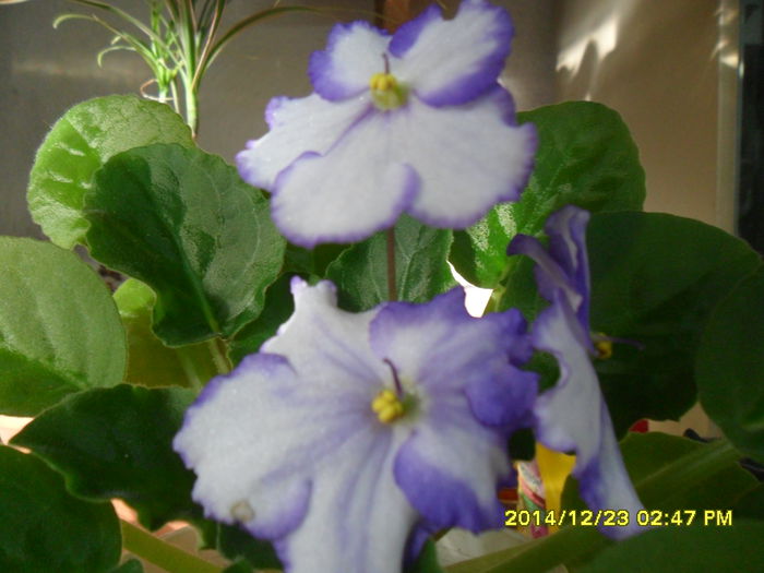 SAM_7981 - violetele mele