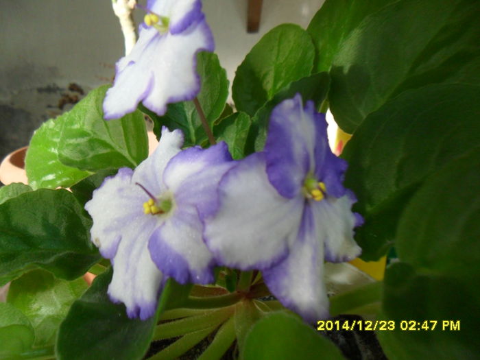 SAM_7983 - violetele mele