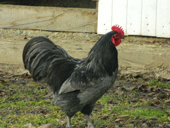 Max 024 - 03 AUSTRALORP albastru 2015