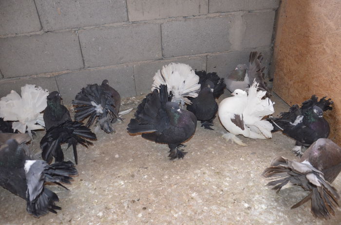 _DSC0341 - Porumbei-amintiri