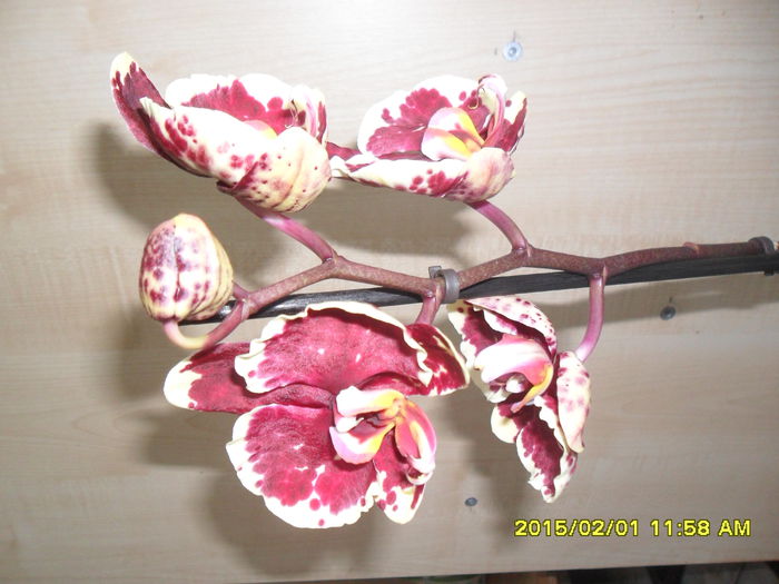 SAM_8215 - Orhidee achizitionate in 2015