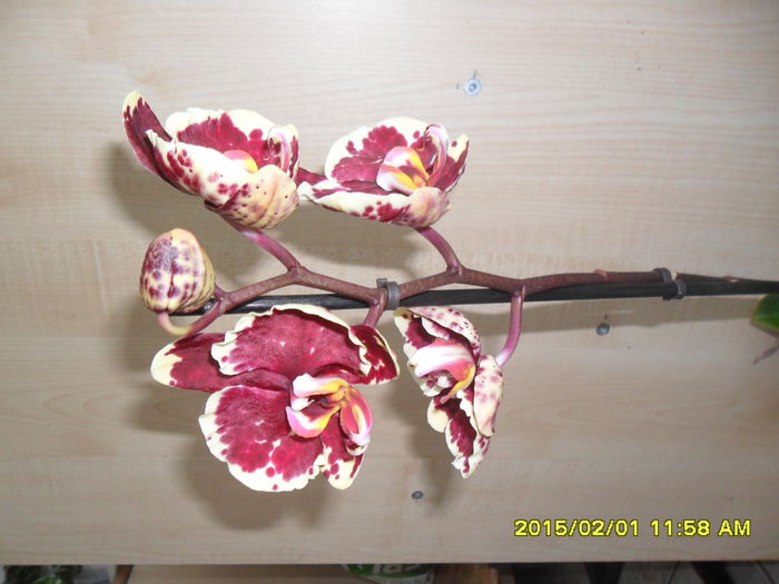 SAM_8216 - Orhidee achizitionate in 2015