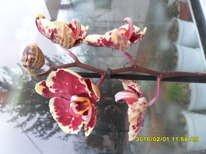SAM_8217 - Orhidee achizitionate in 2015