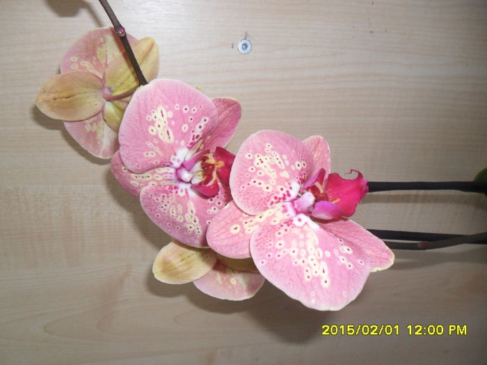 SAM_8222 - Orhidee achizitionate in 2015