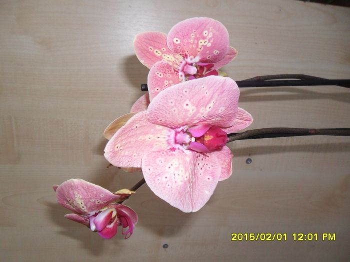 SAM_8224 - Orhidee achizitionate in 2015