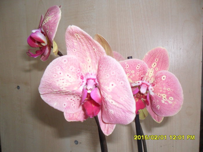 SAM_8225 - Orhidee achizitionate in 2015