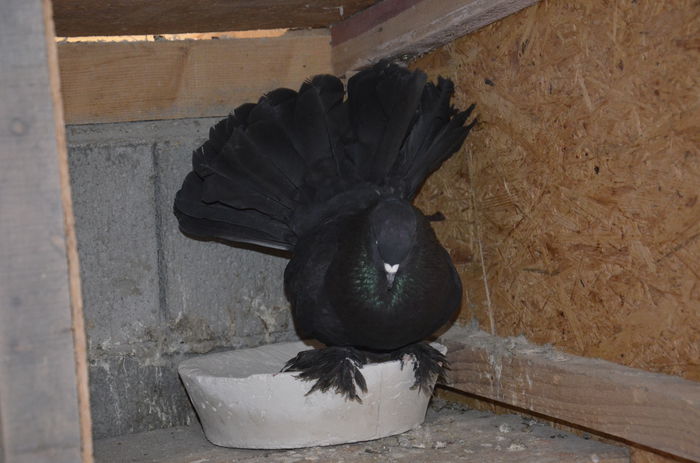 _DSC0366 - Porumbei-amintiri