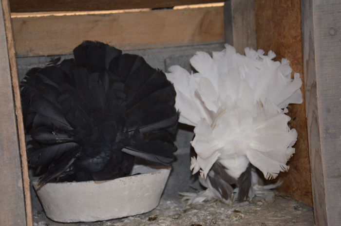 _DSC0368 - Porumbei-amintiri