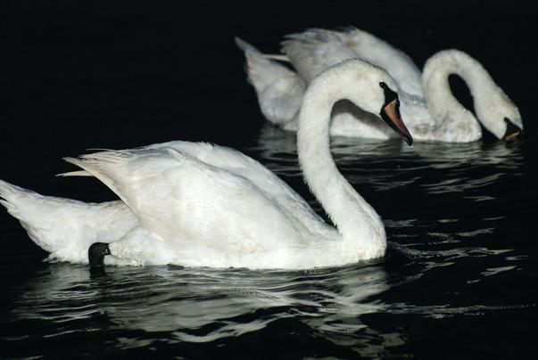 image-2009-08-12-6045610-56-lebede-mare