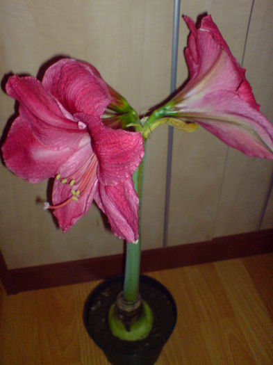 DSC00021 - AMARYLLIS