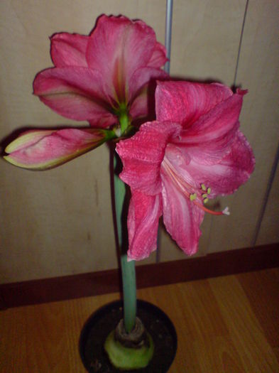 DSC00022 - AMARYLLIS