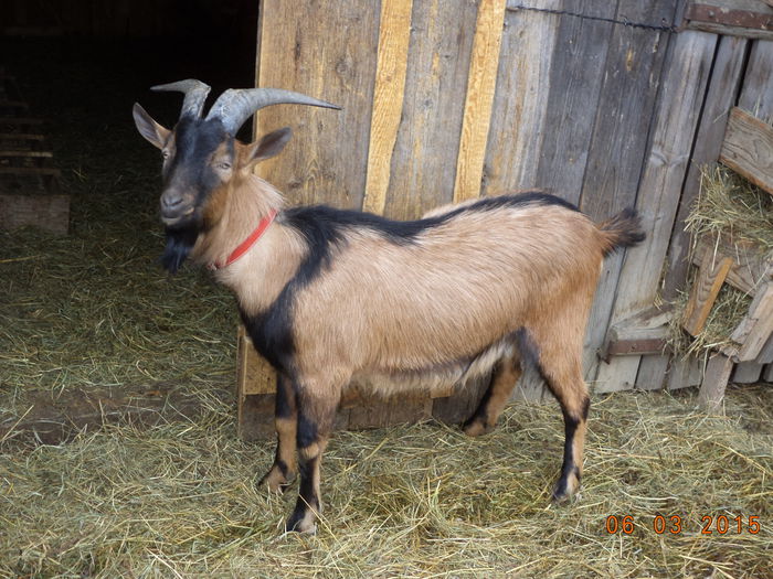 Aici l-am prins bine in poza