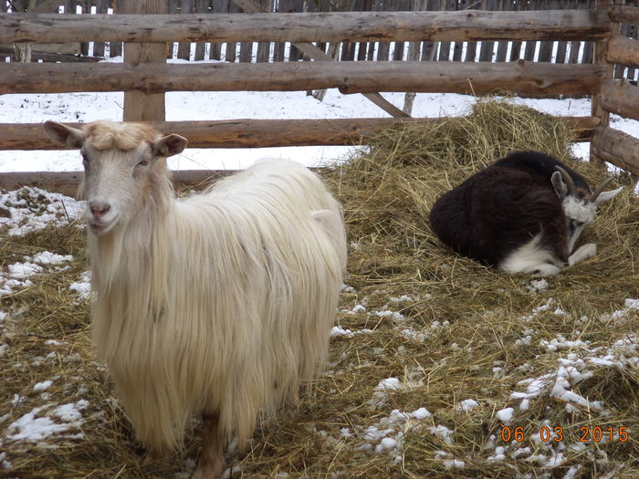 Albaneza si Steluta-3