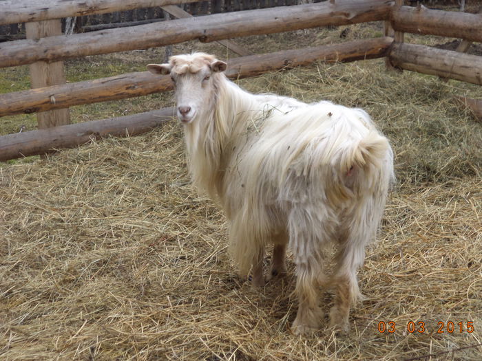 Albaneza tunsa pe la uger