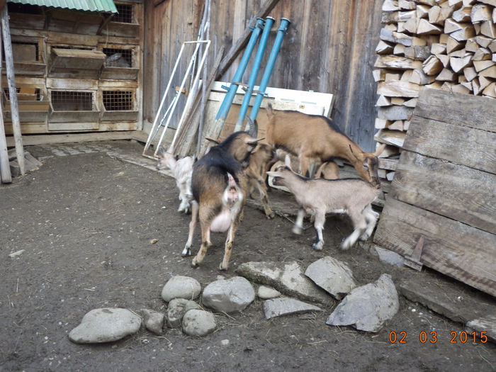 Alpinutele la joaca cu iezii