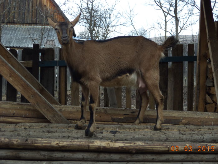 Caprioara atenta la mine