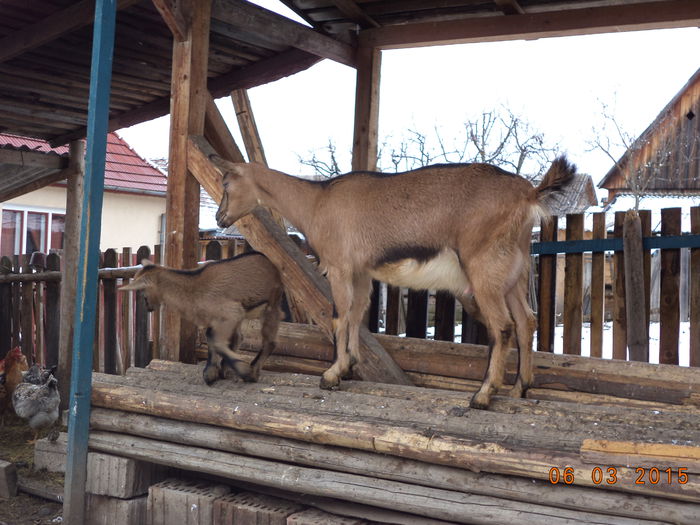 Caprioara ci iedul-67