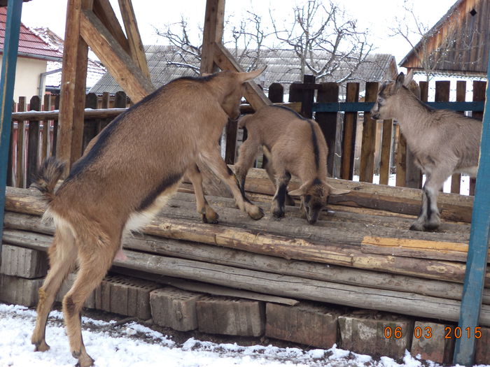 Caprioara cu iezii-1