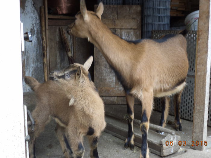 Caprioara si tapucul la gaini