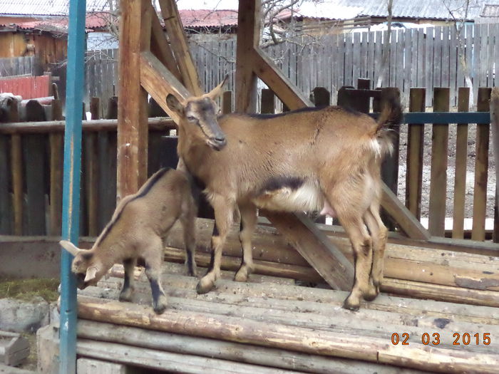 Caprioara sprintena-4