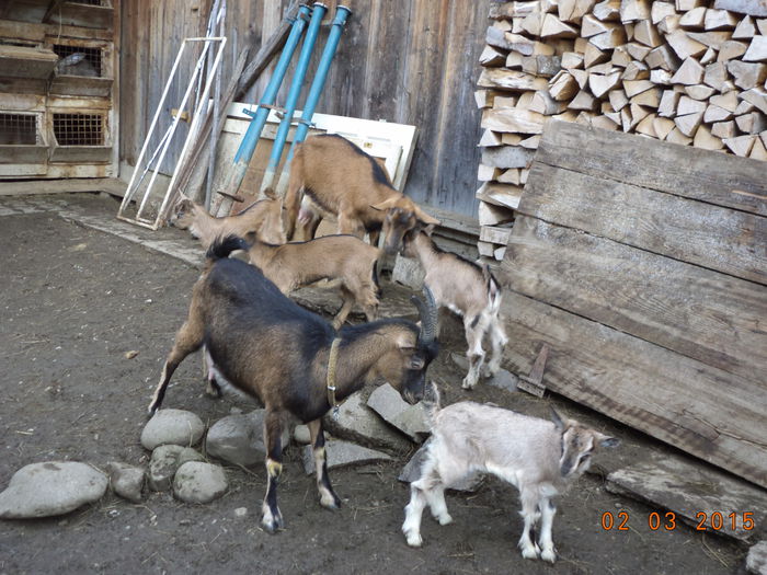 Care sant ai mei iezi