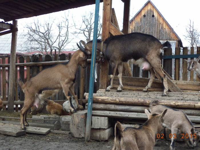 Care-i mai tare oare,,,