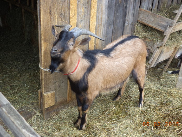 Cezar ciocoflenderul Senior