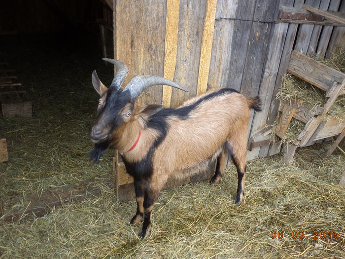 Cezar cu ochii in aparat