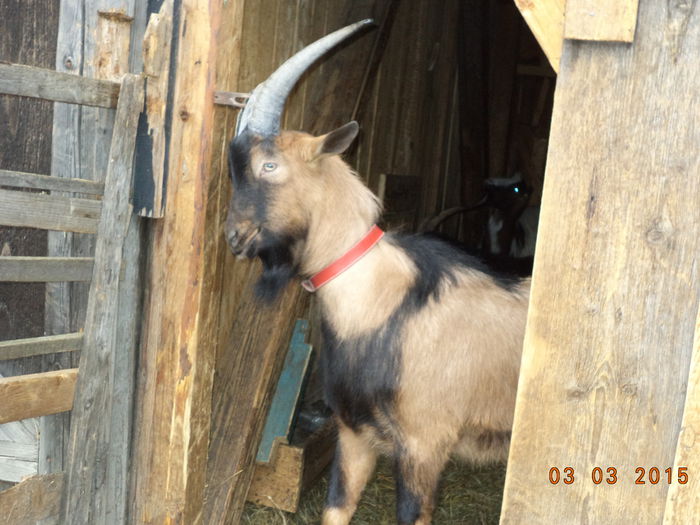 Cezar se scarpina intre coarne